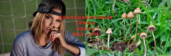 индика Бородино